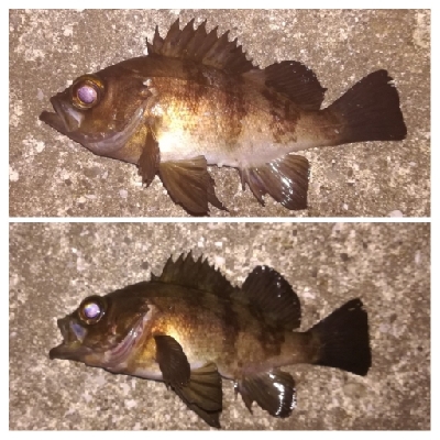 メバリング1940〜2035