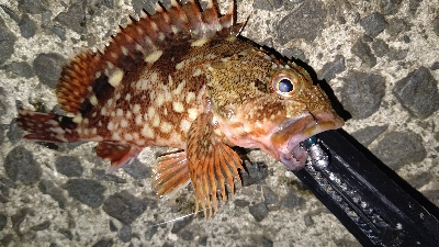 ライトゲーム！