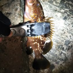 アジング不発…