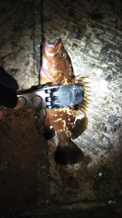 アジング不発…