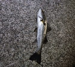 初釣行は爆風・・・