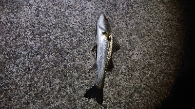 初釣行は爆風・・・