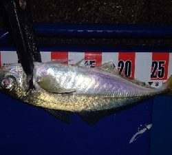 尺アジ出ました！