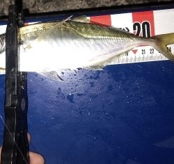 アジングポイント調査でいいやつ!