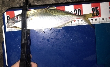 アジングポイント調査でいいやつ!