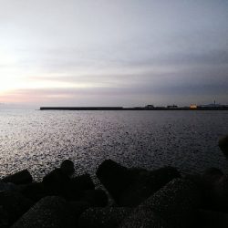 ヒラメ狙いなのに青物が好調