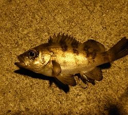 アジングのはずがメバリング?！