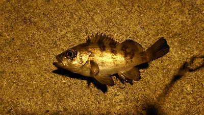 アジングのはずがメバリング?！