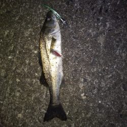 今年初フィッシング