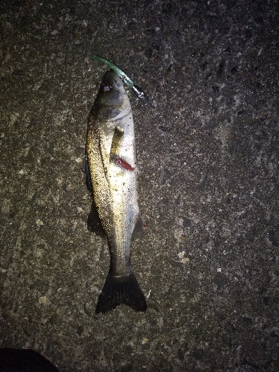 今年初フィッシング