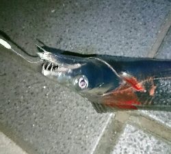 寒いがな 初釣り