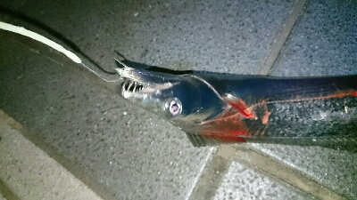 寒いがな 初釣り