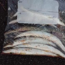 あけおめカマス❗