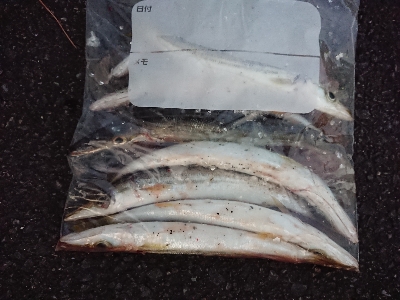 あけおめカマス❗