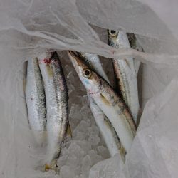 エギングとお土産カマス