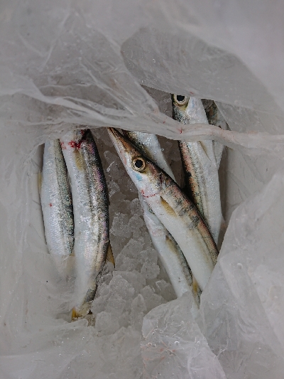 エギングとお土産カマス