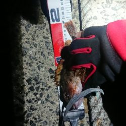 メバル狙いでしたが