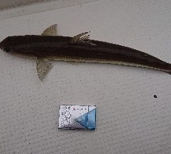 釣り初めは京鰆