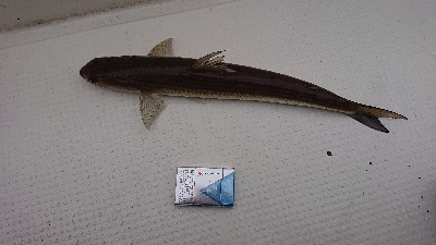 釣り初めは京鰆