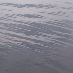 久しぶりのハネ