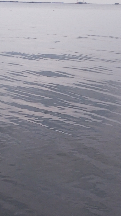 久しぶりのハネ