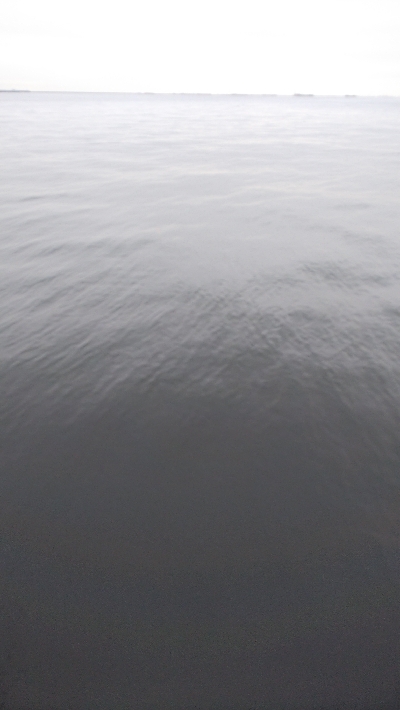 今年チヌ２匹目の50オーバー