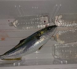 なんとかメジロ