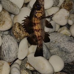 初釣りメバリング