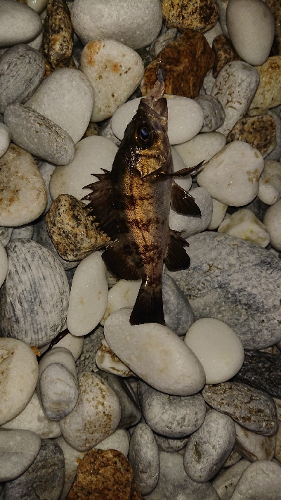 初釣りメバリング