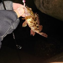 次こそはメバル