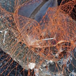 初めてのフラットフィッシュ