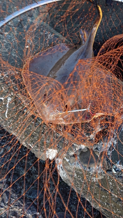 初めてのフラットフィッシュ