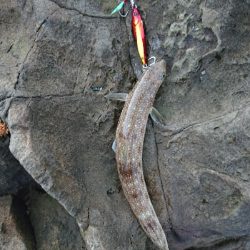 釣れましておめでとうございます！