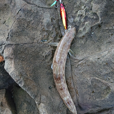 釣れましておめでとうございます！