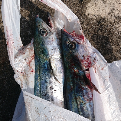 激サムエギング&汗かきLSJ