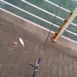 サビキは普通に釣れます