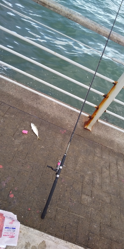 サビキは普通に釣れます