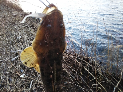 ボトムフィッシュ