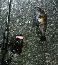 初釣り。短時間釣行