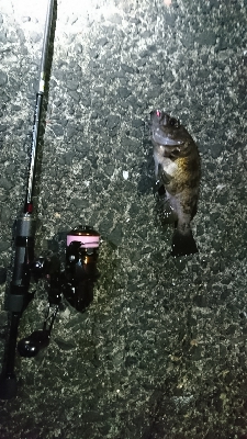 初釣り。短時間釣行