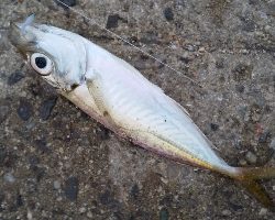 サビキは普通に釣れます2