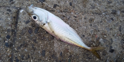 サビキは普通に釣れます2