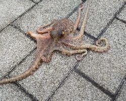 もうタコ釣ってしまった