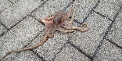 もうタコ釣ってしまった