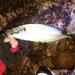 フロートアジング爆釣