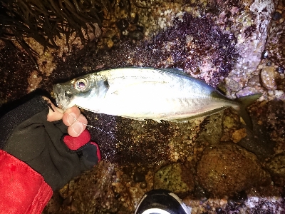 フロートアジング爆釣