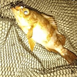 今週もフロートアジング