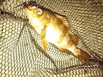 今週もフロートアジング