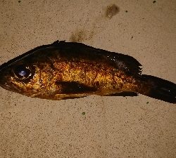 2020年初メバリング