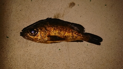 2020年初メバリング